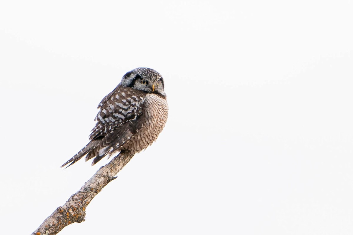 Northern Hawk Owl - ML619868118