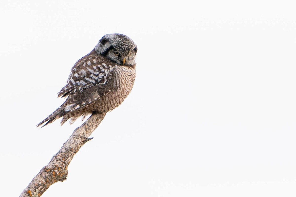 Northern Hawk Owl - ML619868119