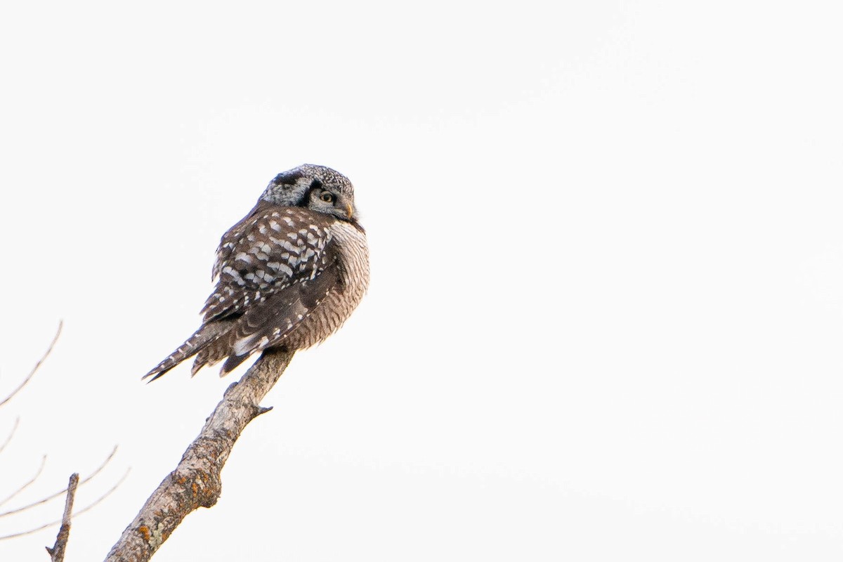 Northern Hawk Owl - ML619868120