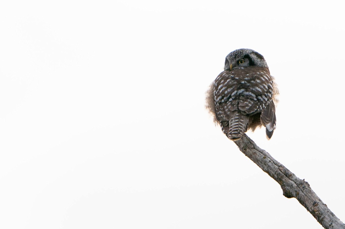 Northern Hawk Owl - ML619868122