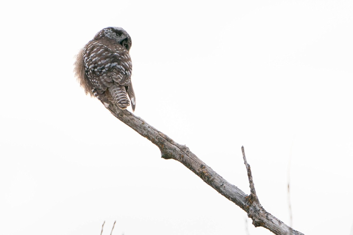 Northern Hawk Owl - ML619868123