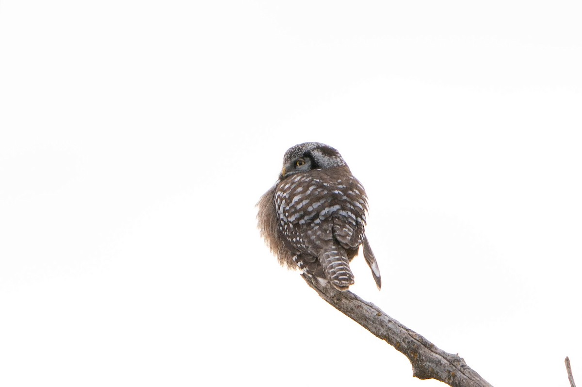Northern Hawk Owl - ML619868124
