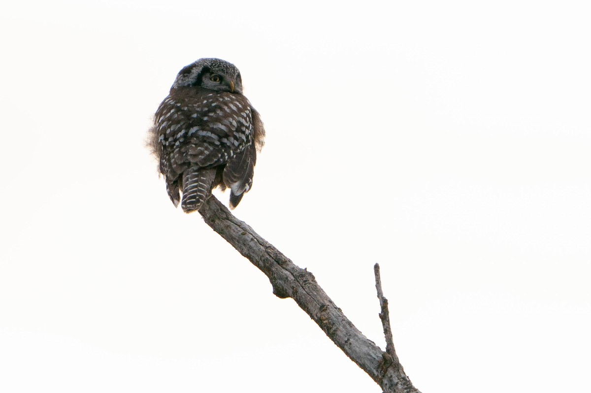 Northern Hawk Owl - ML619868128
