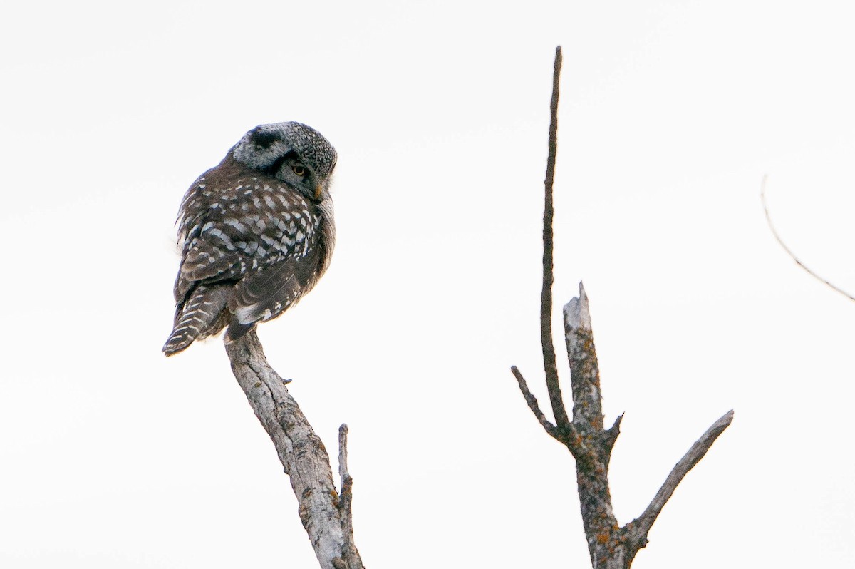 Northern Hawk Owl - ML619868129