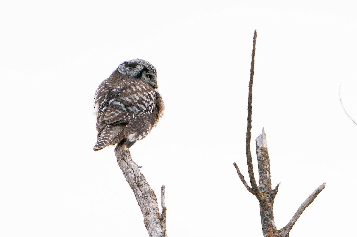 Northern Hawk Owl - ML619868130