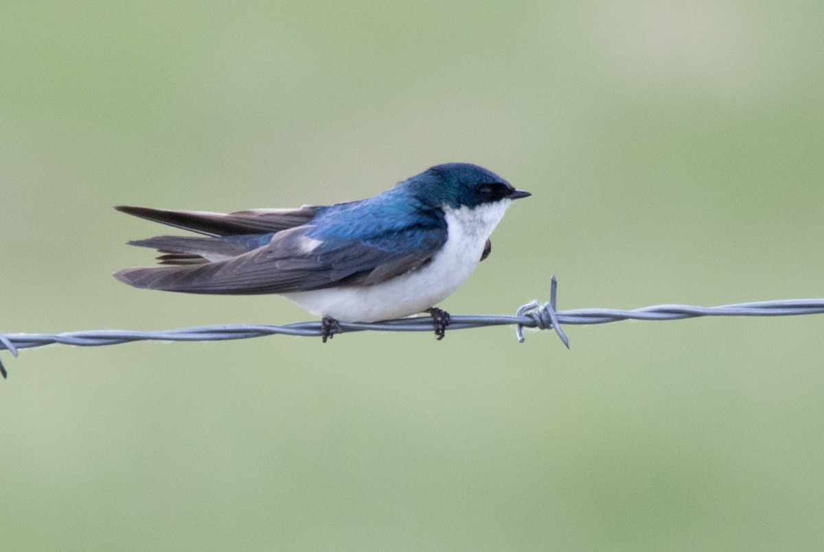 Golondrina Bicolor - ML619868139