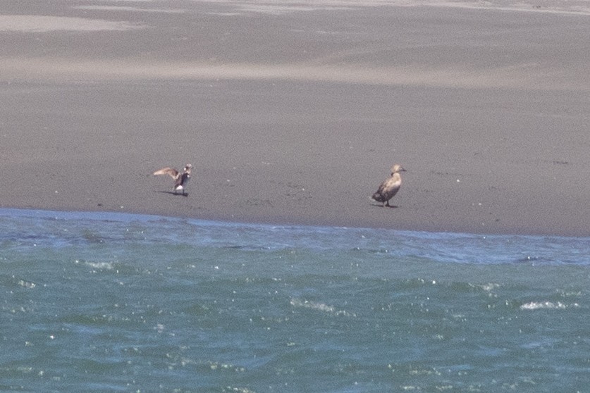 Long-tailed Duck - ML619868152