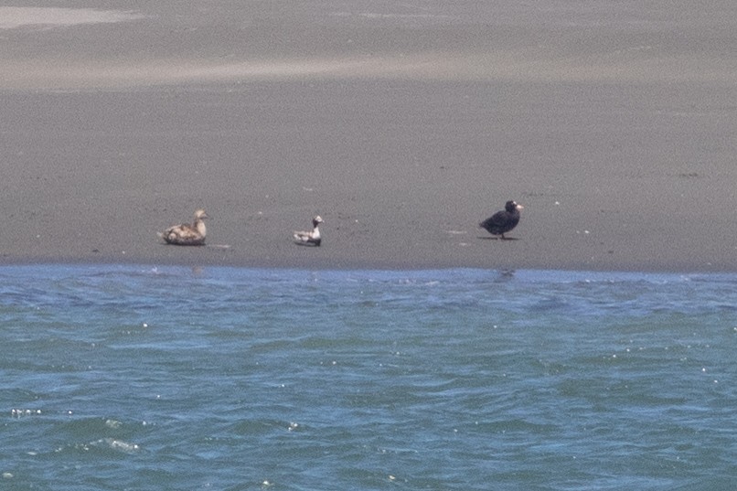 Long-tailed Duck - ML619868155