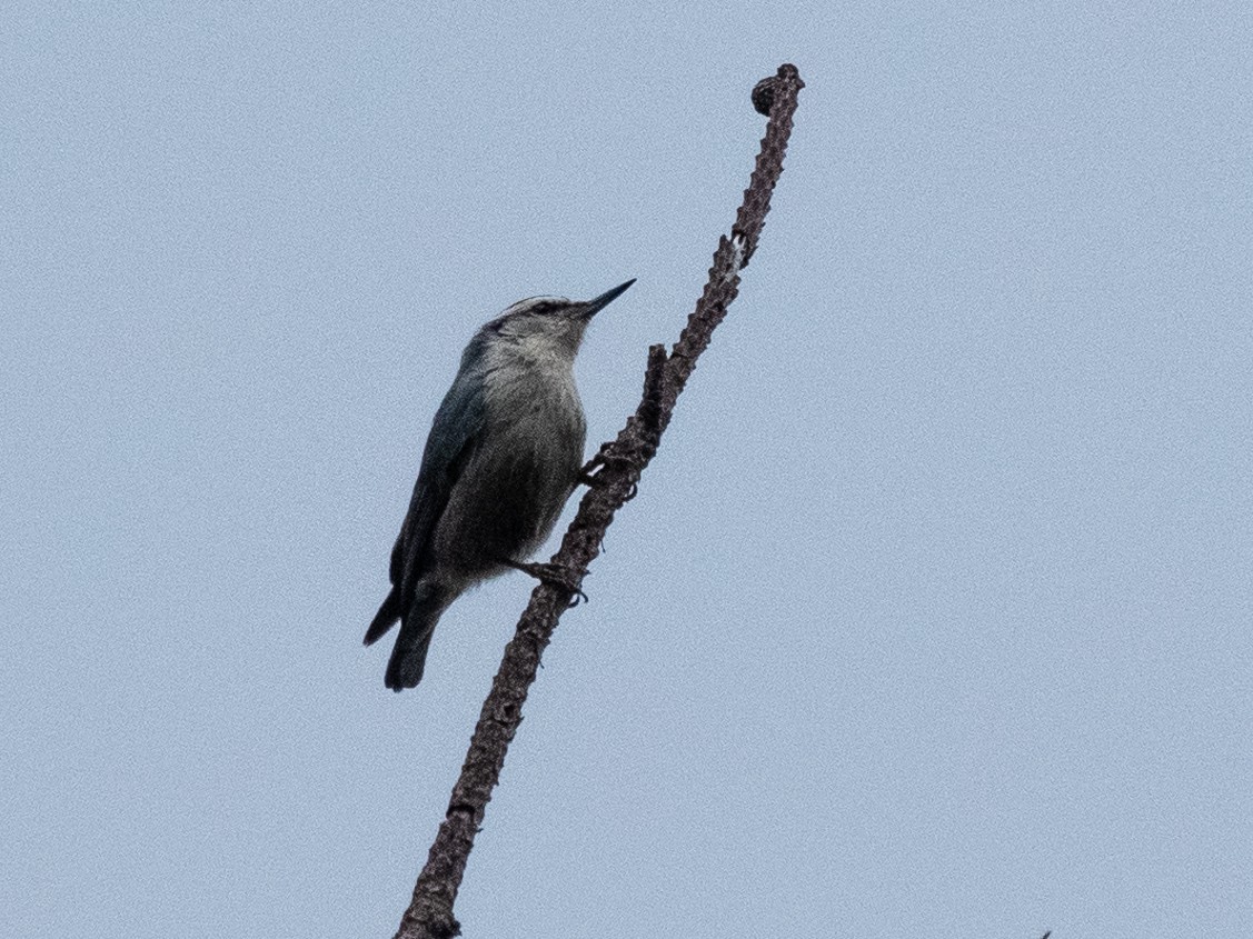 Corsican Nuthatch - ML619868160