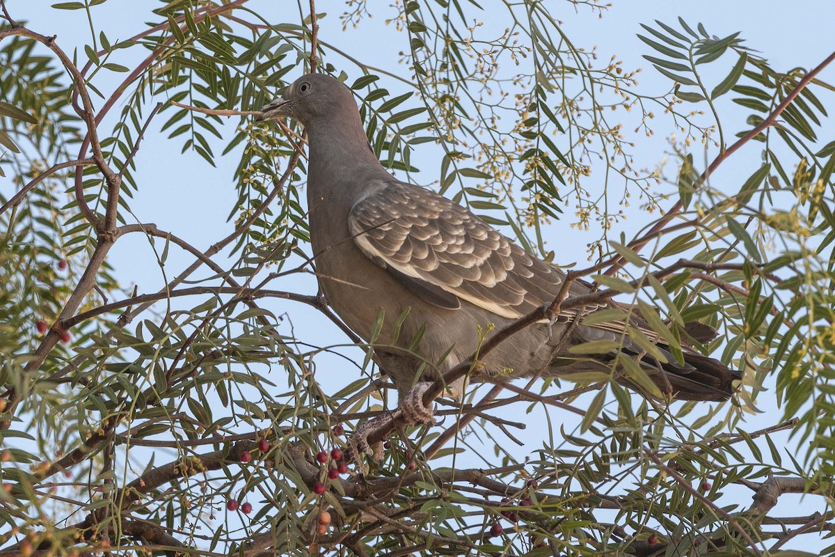 Spot-winged Pigeon - ML619868162