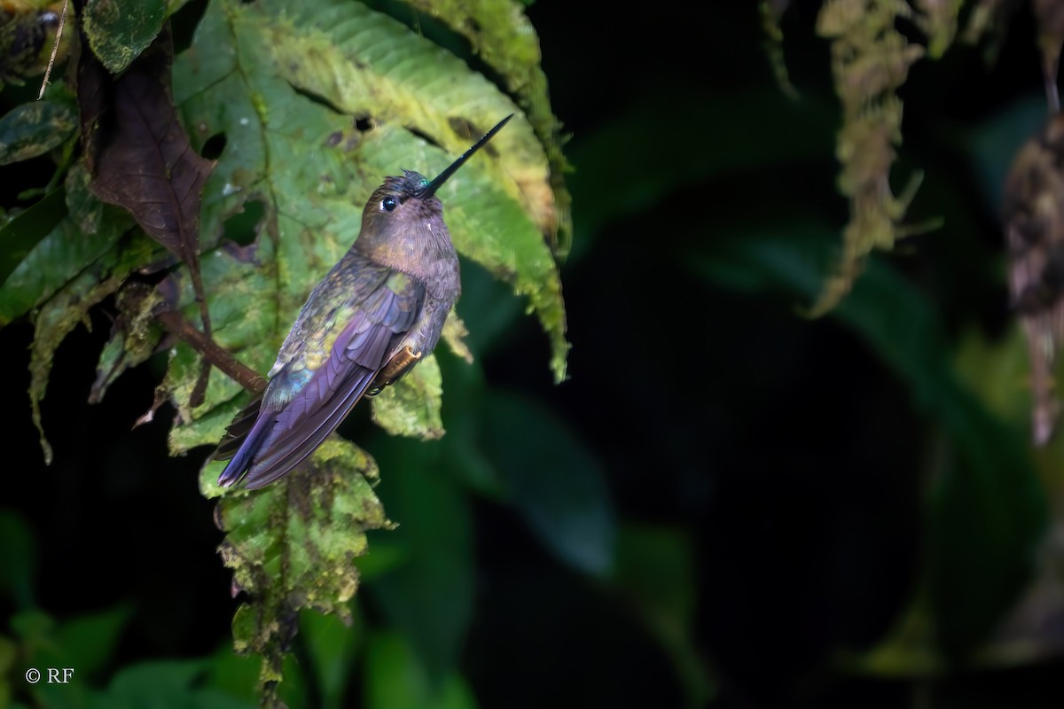 kolibřík zelenočelý - ML619868164