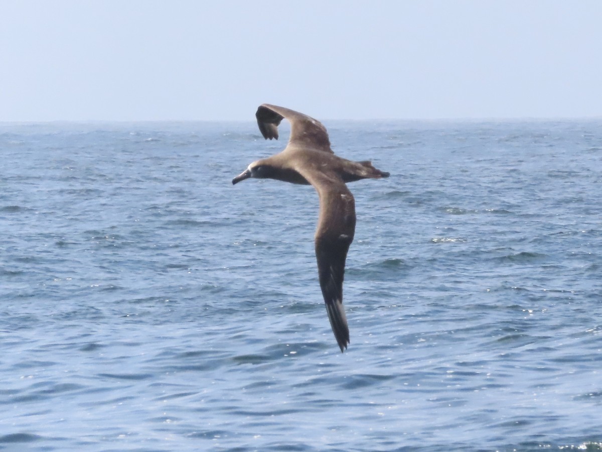 Albatros à pieds noirs - ML619868171