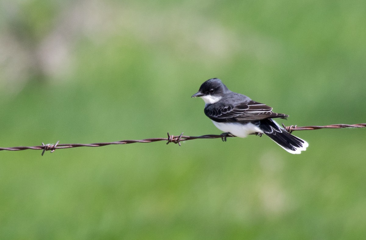 Schieferrücken-Königstyrann - ML619868173