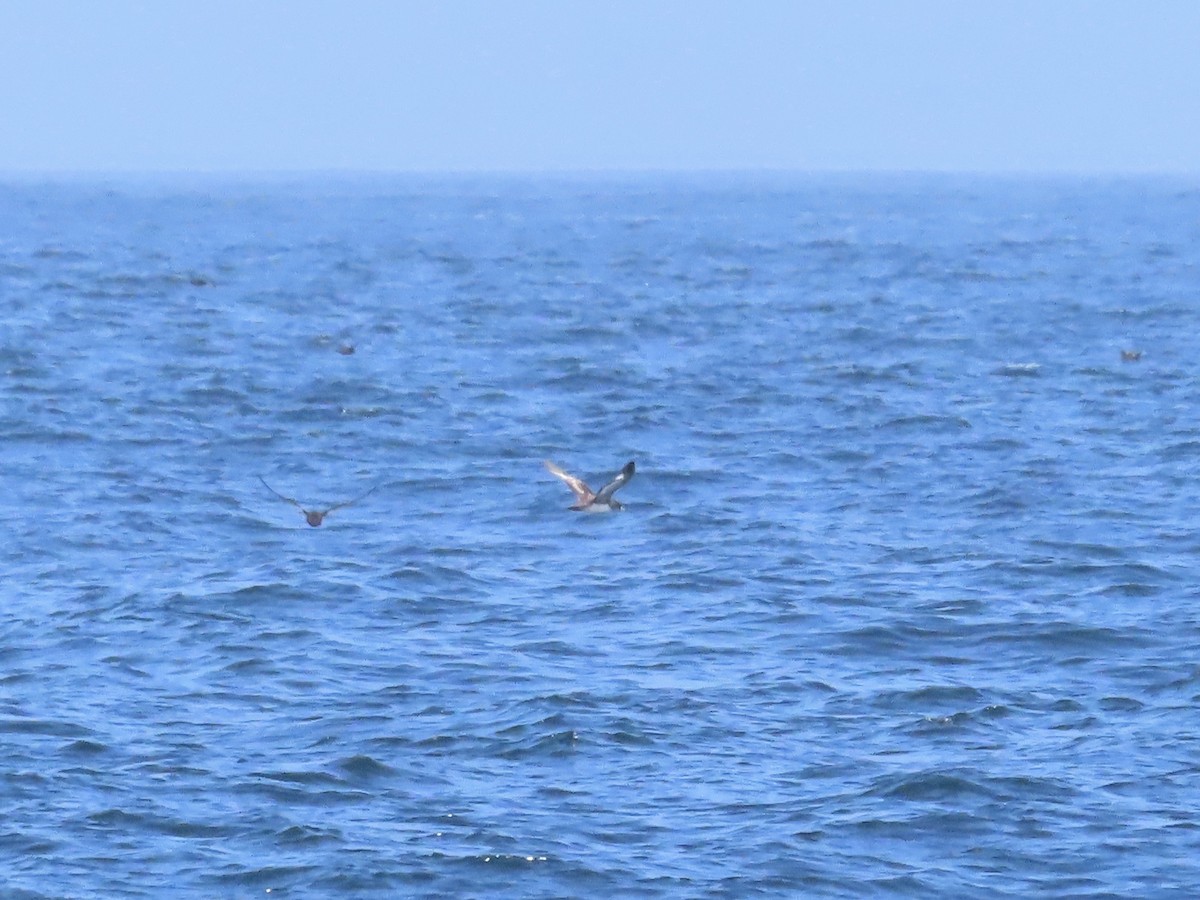 Pink-footed Shearwater - ML619868180