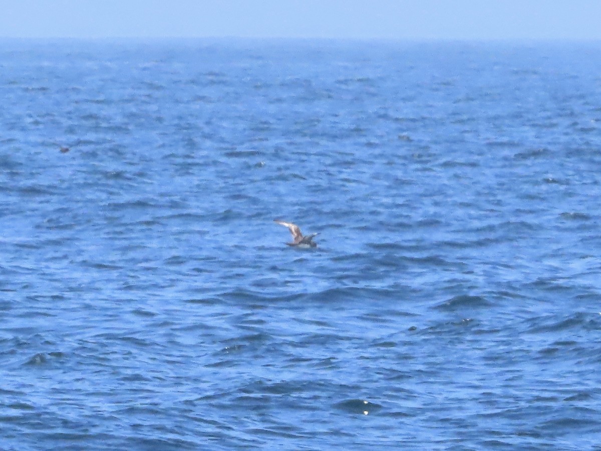 Pink-footed Shearwater - ML619868181