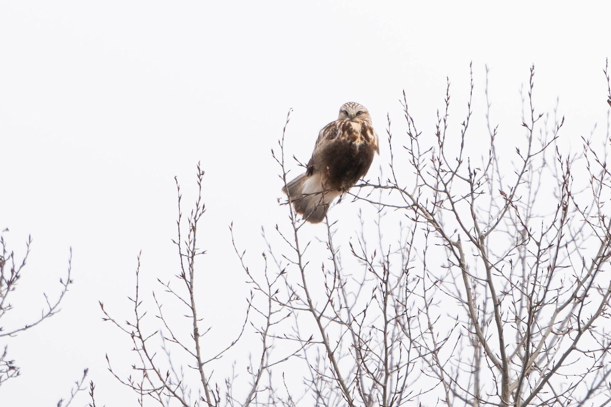 Rough-legged Hawk - ML619868191