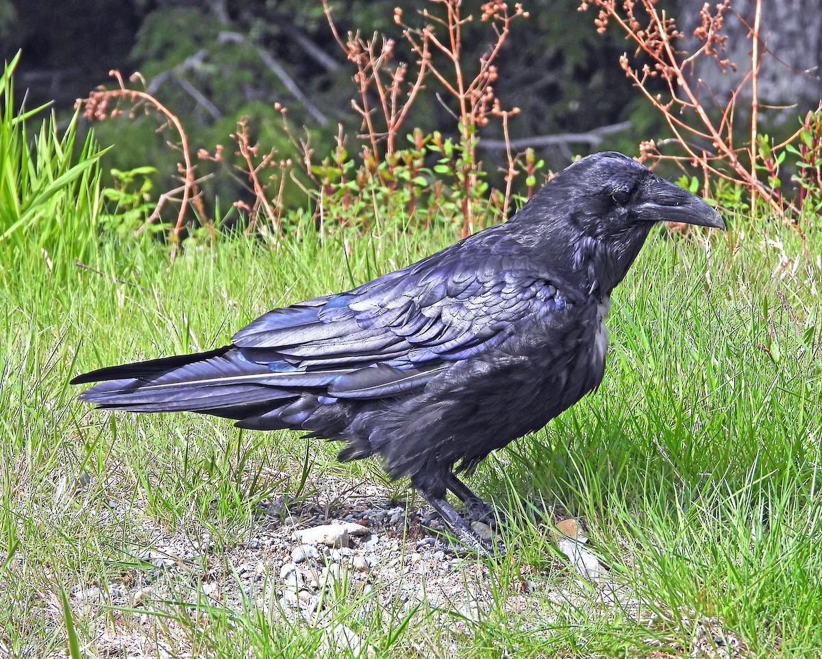 Common Raven - ML619868210