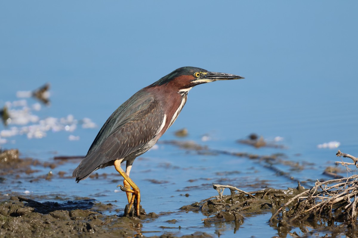 Green Heron - ML619868223