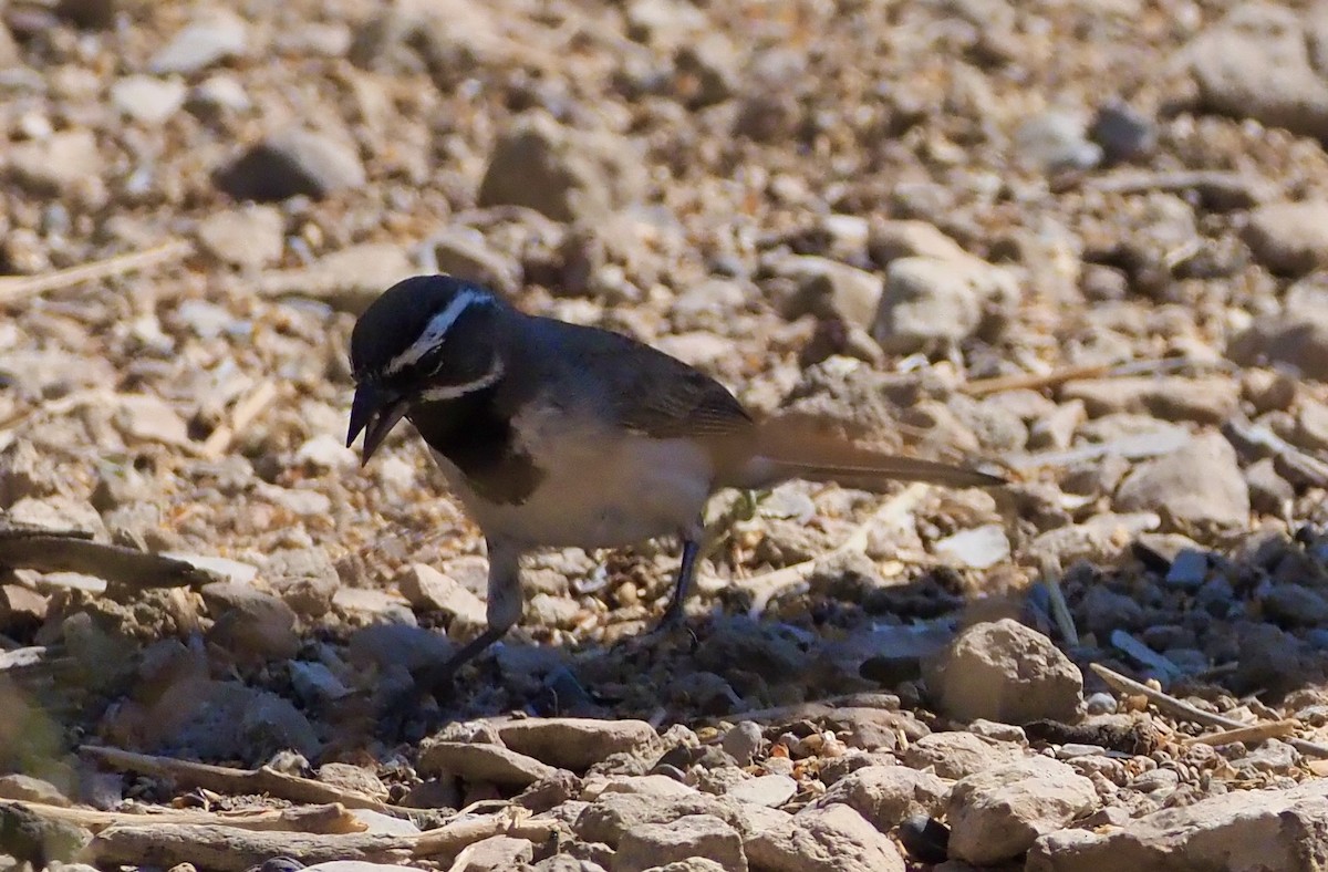 Black-throated Sparrow - ML619868224