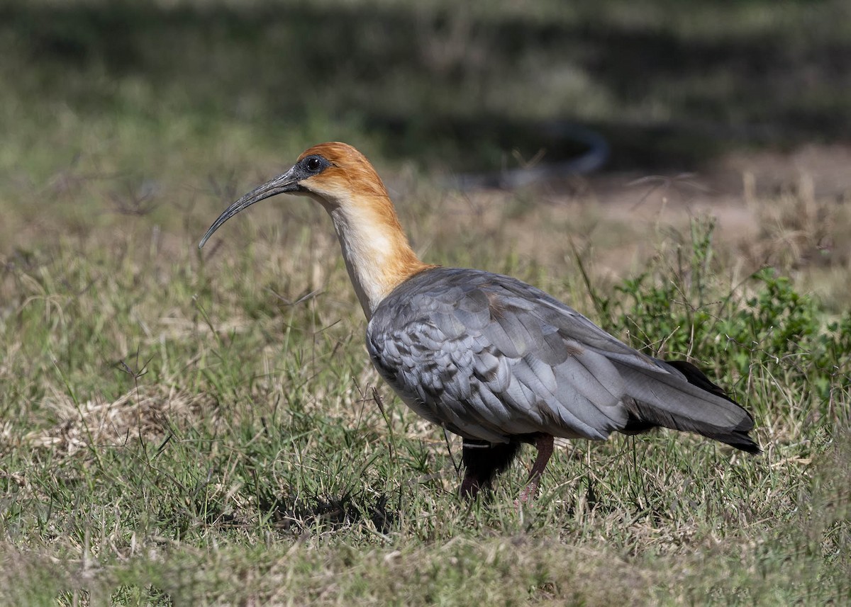 ibis šedokřídlý - ML619868237