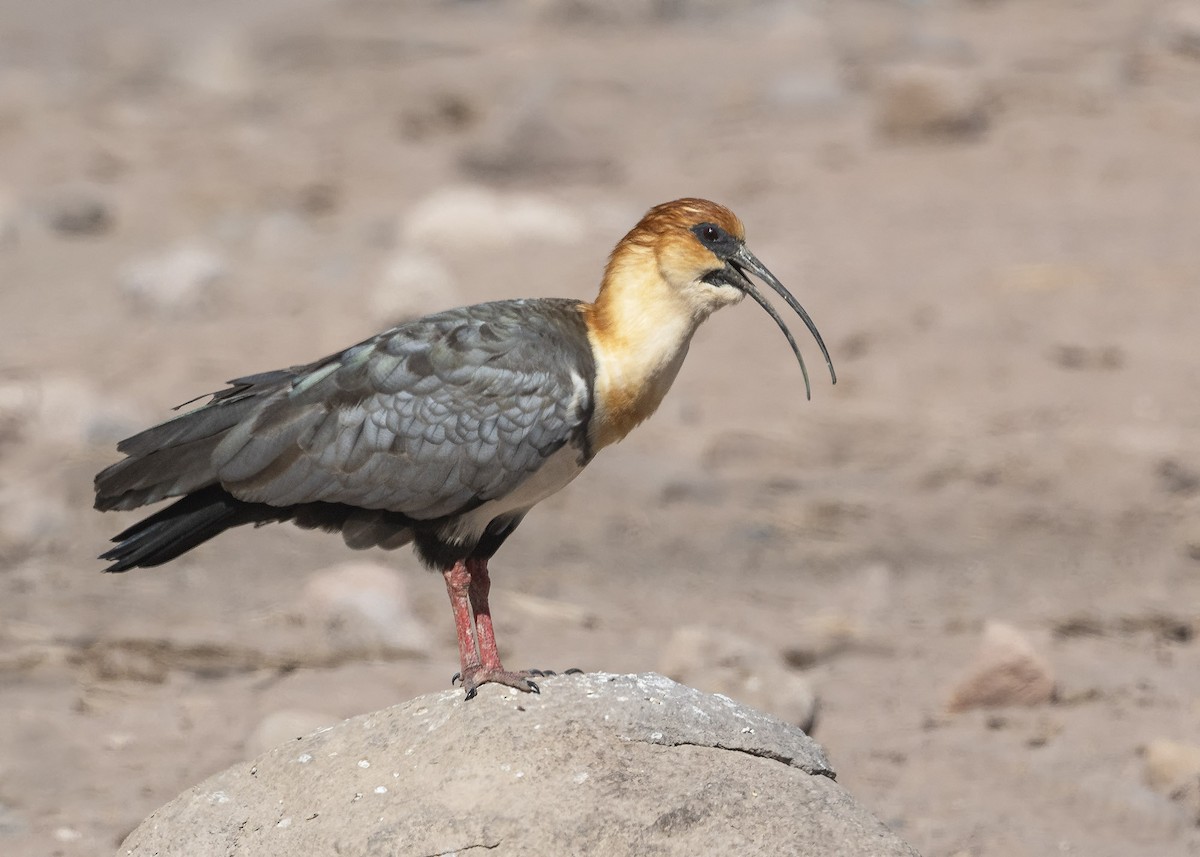 ibis šedokřídlý - ML619868241