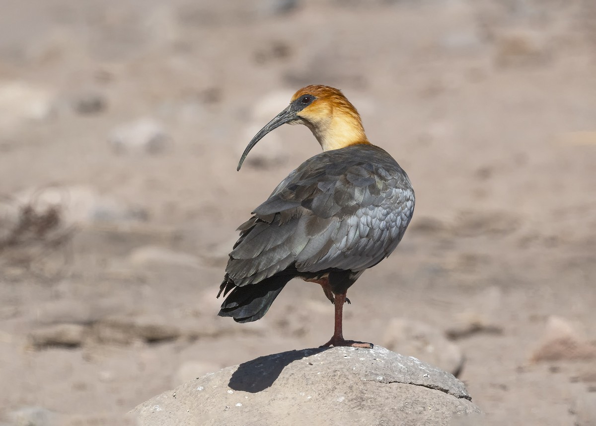 Andean Ibis - ML619868243