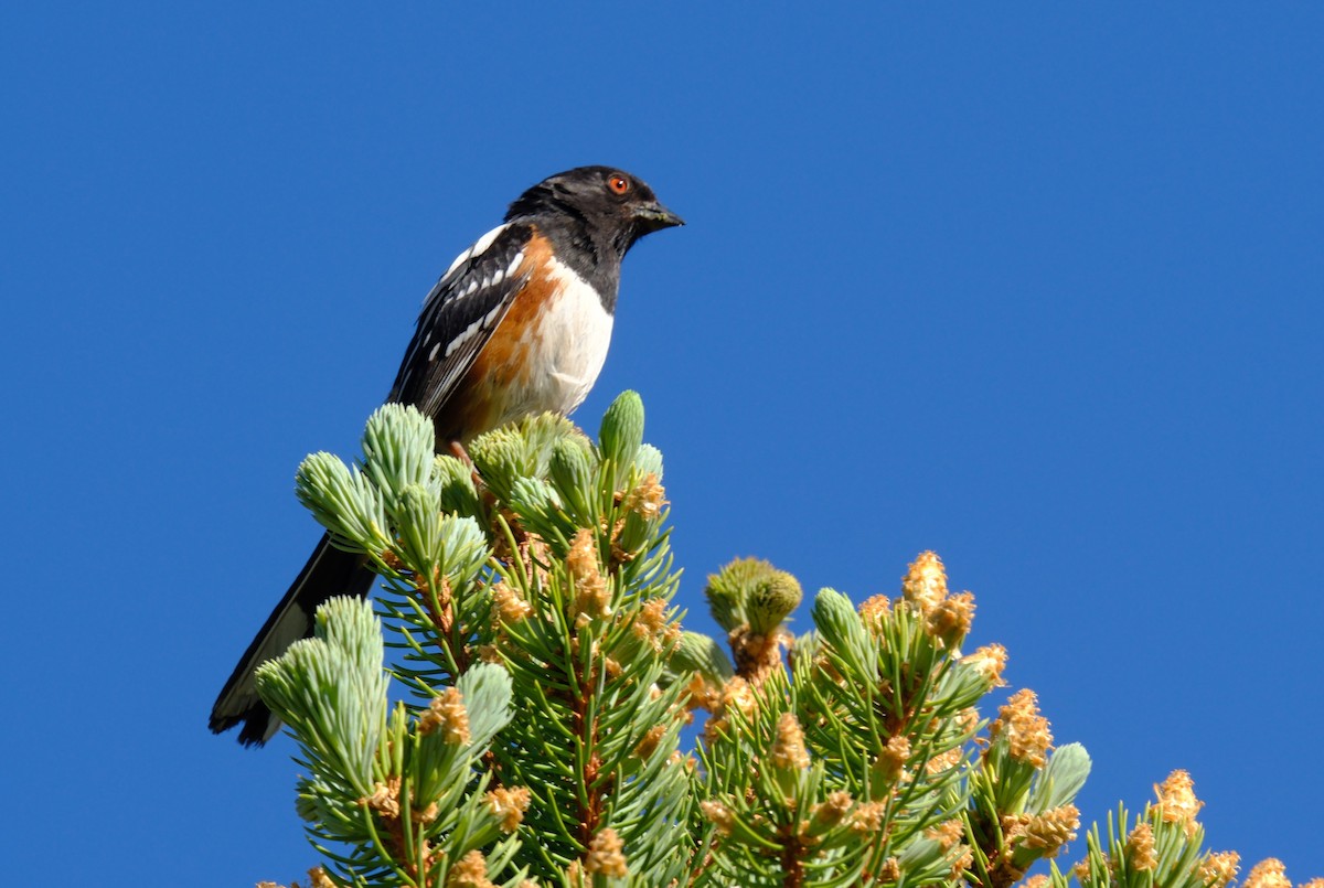Spotted Towhee - ML619868244