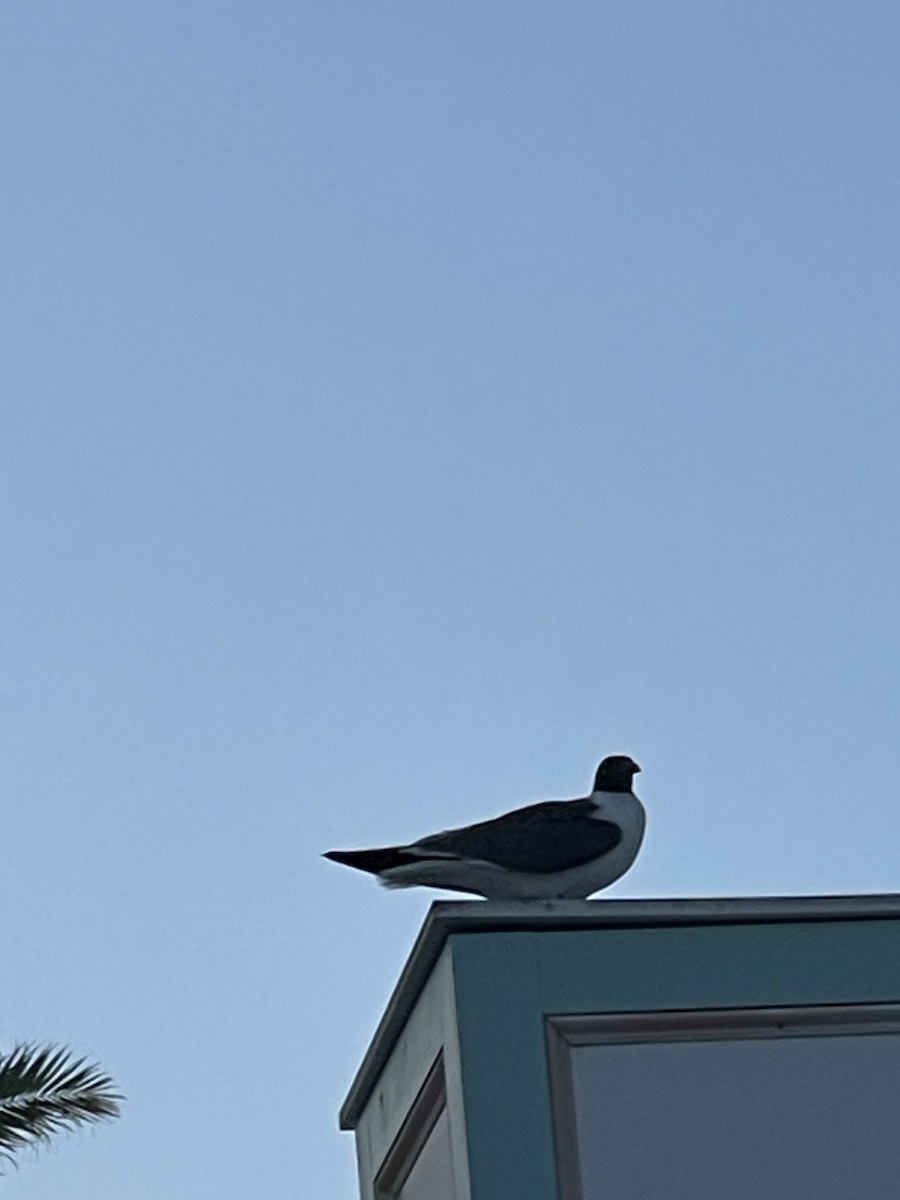 Laughing Gull - ML619868245