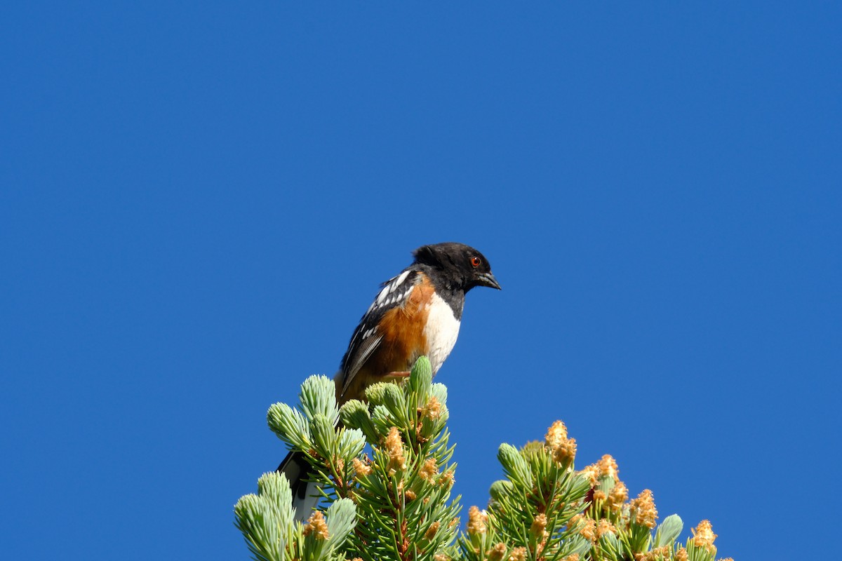 Spotted Towhee - ML619868246