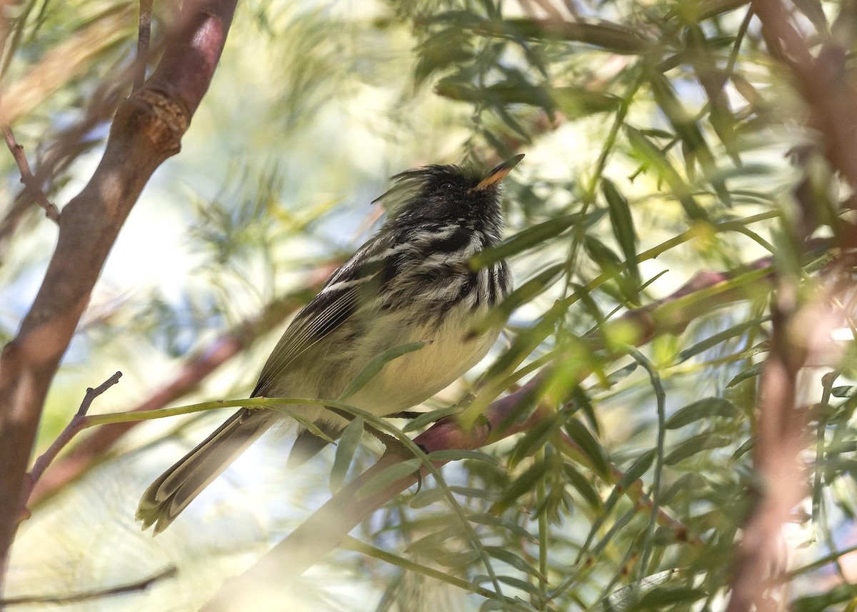 Pied-crested Tit-Tyrant - ML619868251