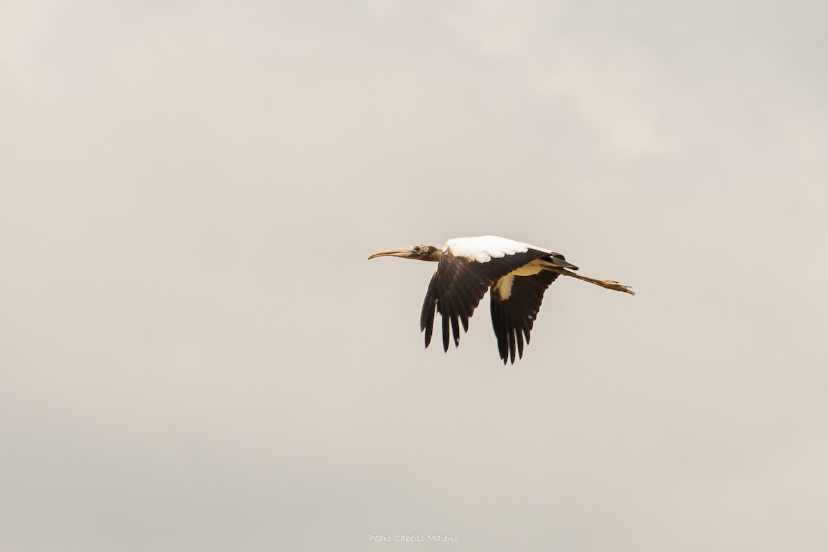 Wood Stork - ML619868257