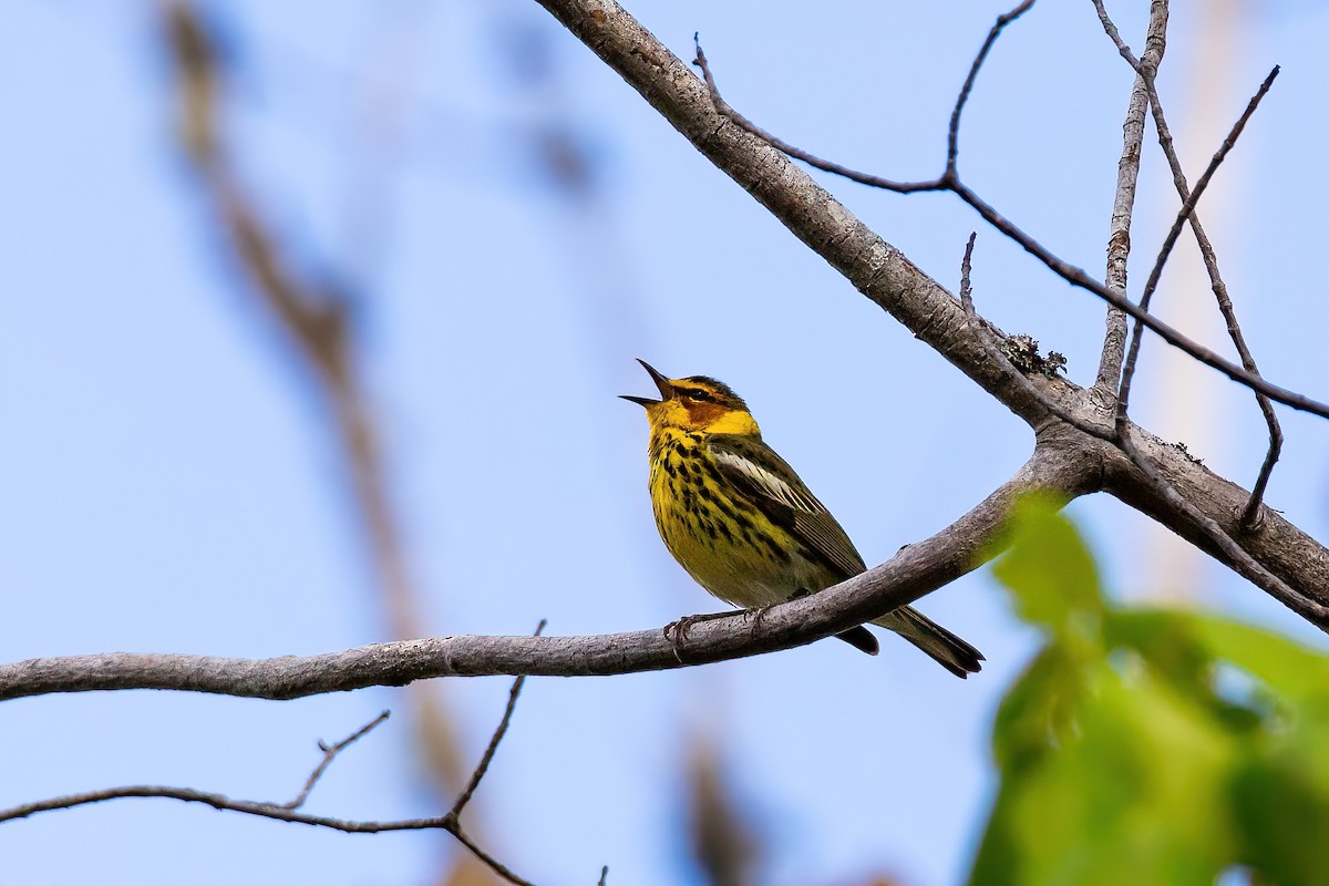 Cape May Warbler - ML619868266