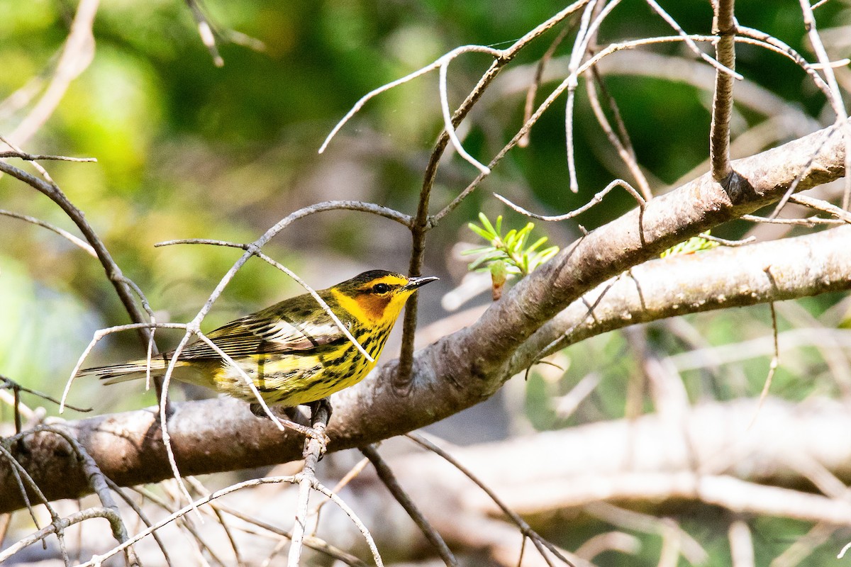 Cape May Warbler - ML619868267