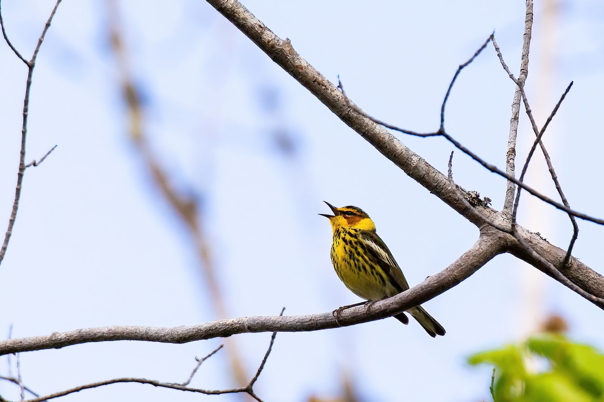 Cape May Warbler - ML619868268