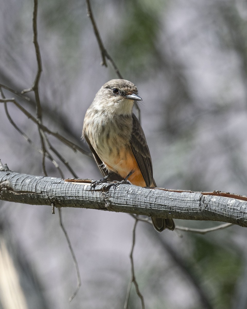 Vermilion Flycatcher - ML619868270