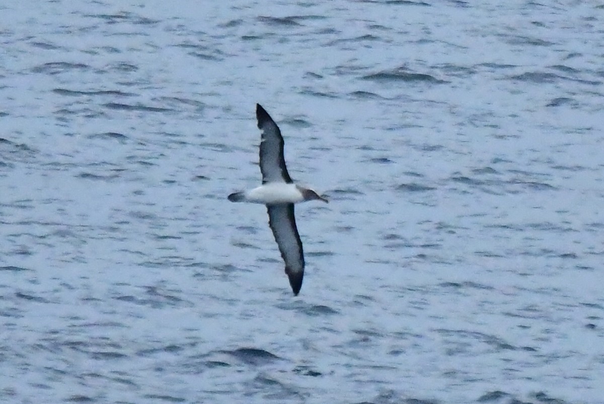 Buller's Albatross - ML619868274