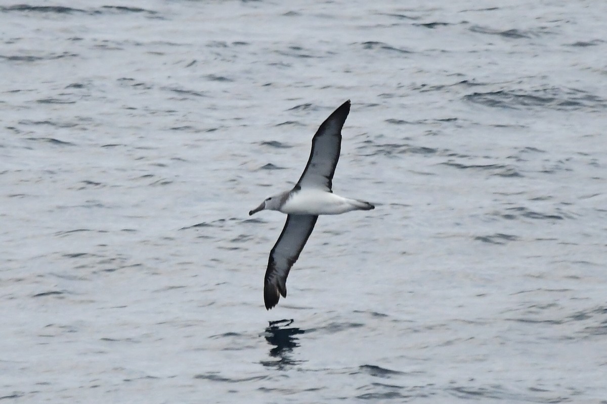 Albatros de Salvin - ML619868283