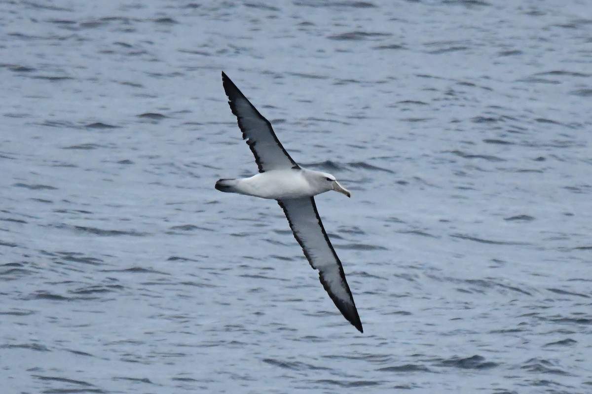 albatros snarský - ML619868284