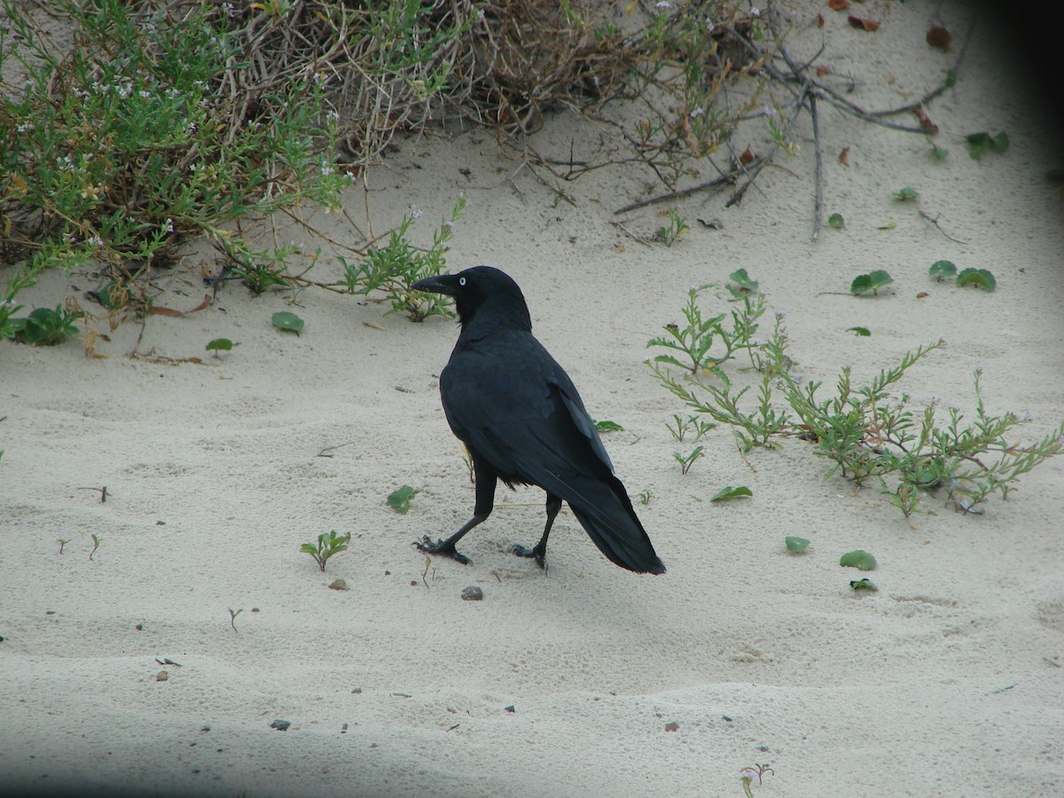Australian Raven - ML619868299