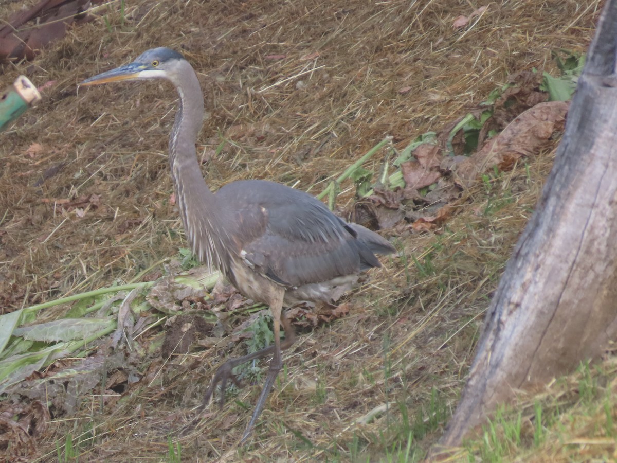 Great Blue Heron - ML619868306