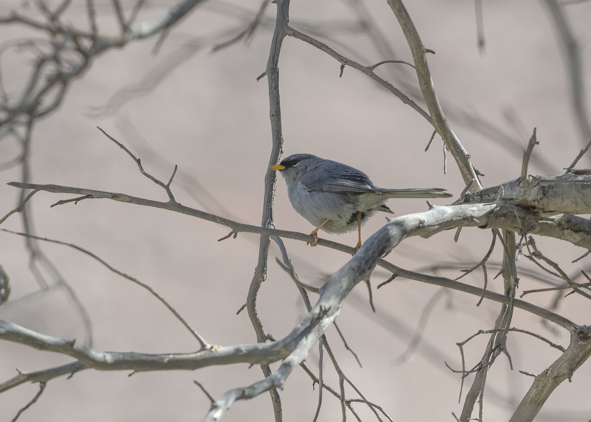 Slender-billed Finch - ML619868311