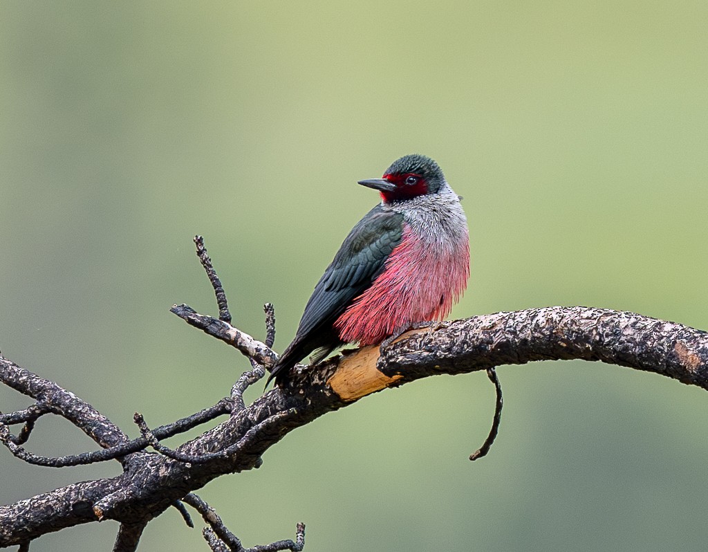 Lewis's Woodpecker - ML619868312