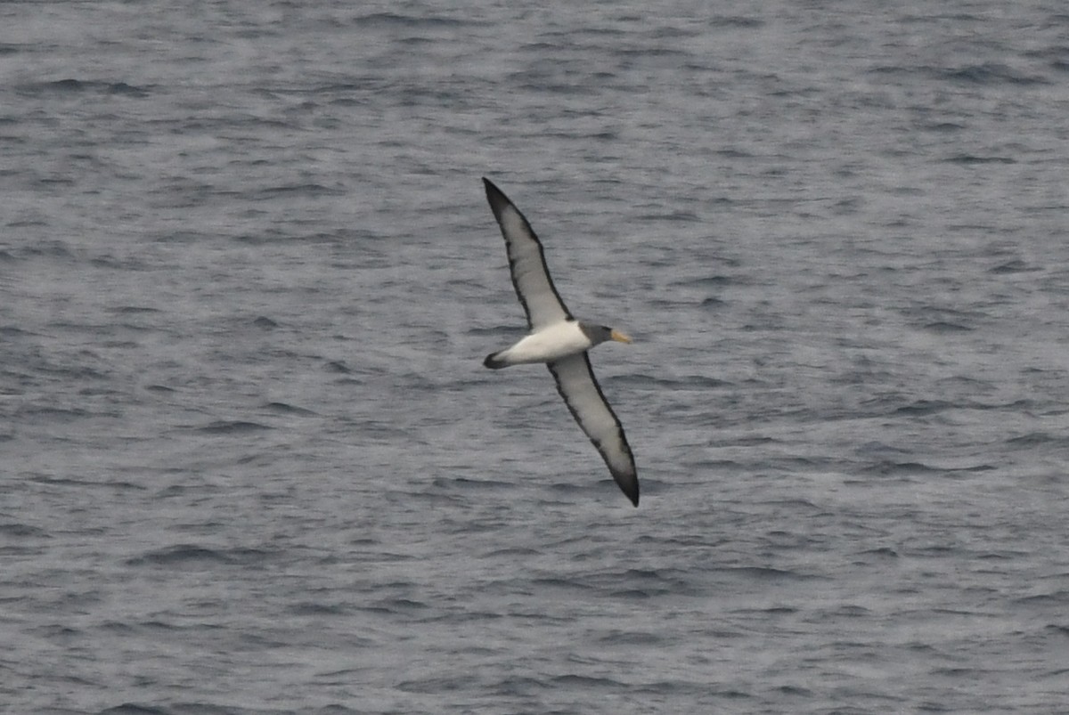 Albatros de las Chatham - ML619868313