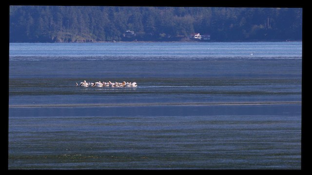 pelikán severoamerický - ML619868317