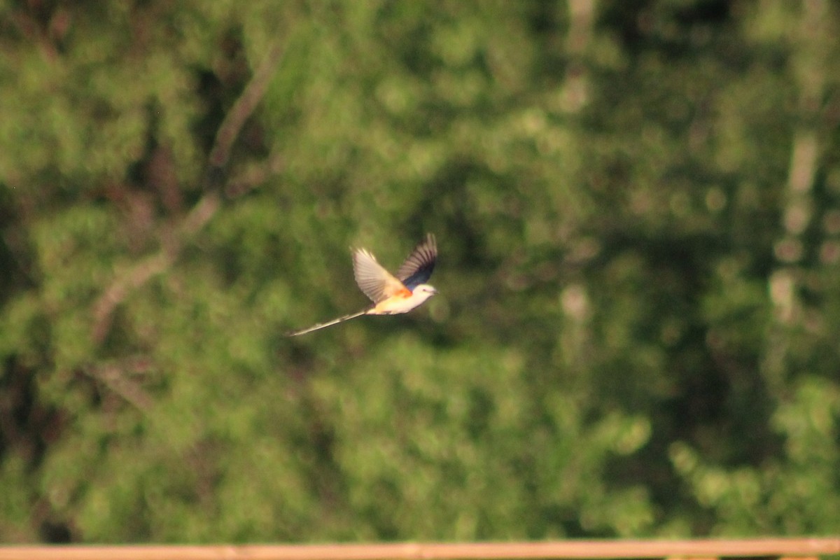 Scissor-tailed Flycatcher - ML619868321