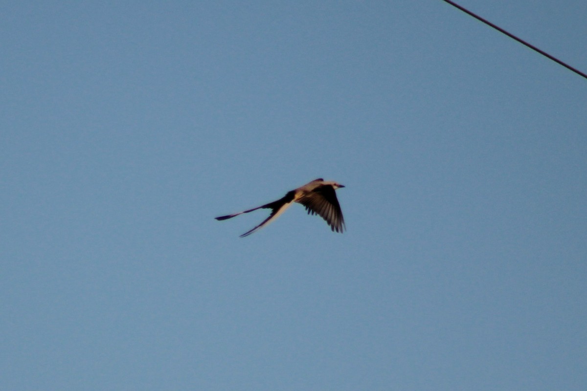 Scissor-tailed Flycatcher - ML619868322