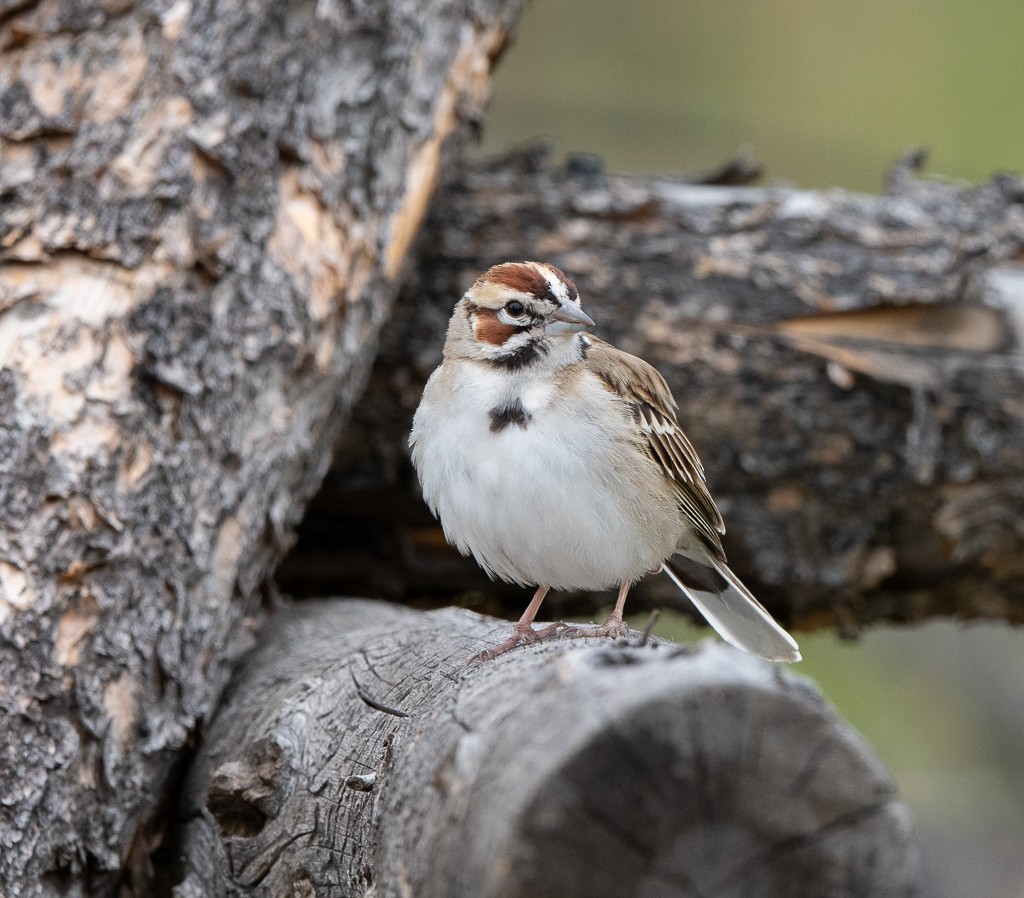 Lark Sparrow - ML619868325