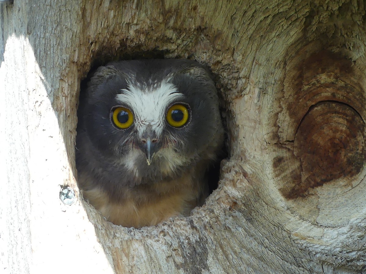 Northern Saw-whet Owl - ML619868358