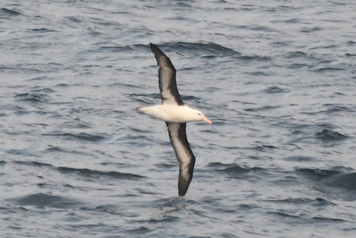 albatros černobrvý - ML619868379