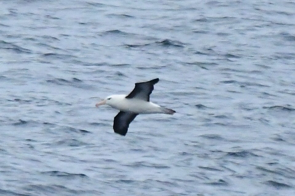 albatros černobrvý - ML619868380
